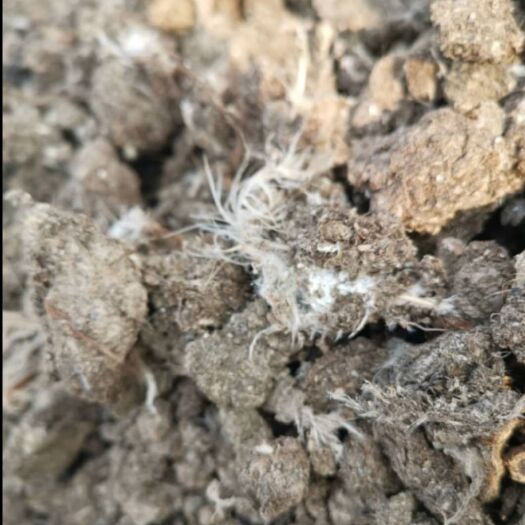 钦州 大量鸡粪出售