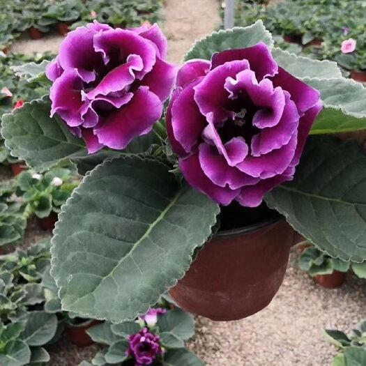 青州市大岩桐 芙蓉花花苞超级多 基地直发多色混搭