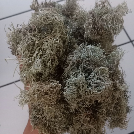 思茅树花菜 生树花_大朵干净颜色靓_特级
