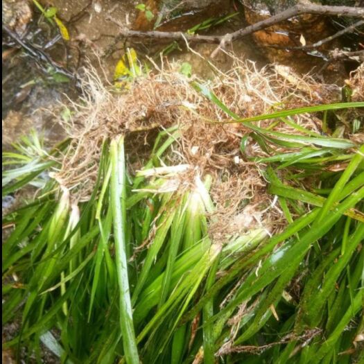 龙山县 石菖蒲苗5块一斤