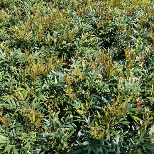 潢川县十大功劳  大量出售一手货源