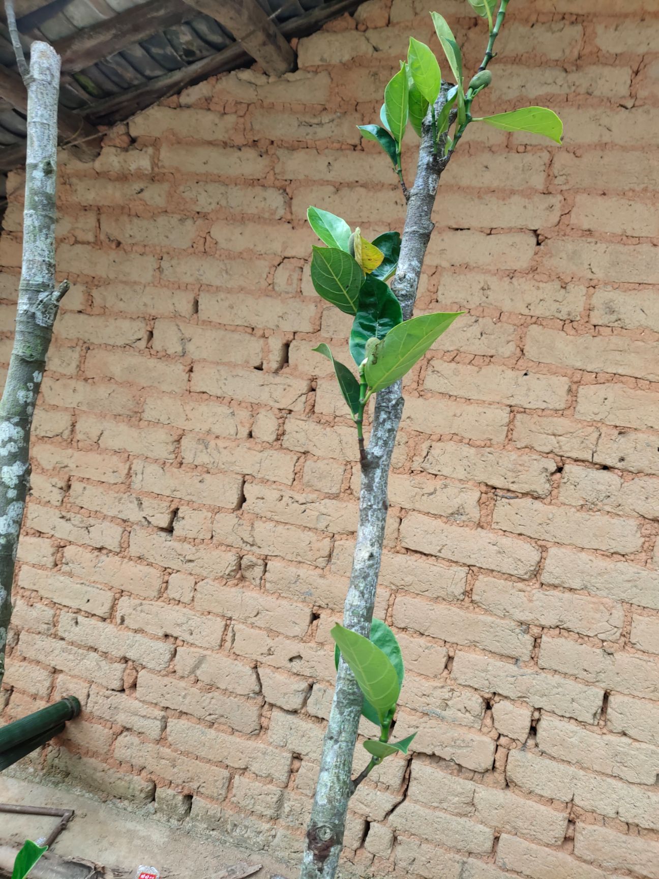  菠萝蜜苗