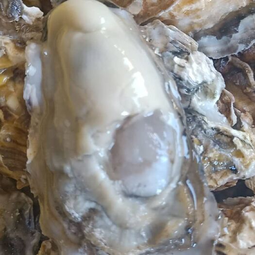 乳山市乳山牡蛎 海水 5-6两/只 鲜活水产