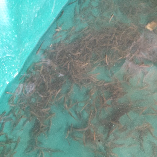 蒙自市泥鳅苗 3-5公分 高