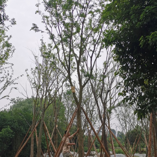 都江堰市滇朴  中等树形23cm朴树，自家苗圃现货供应，数量有限，卖完为止