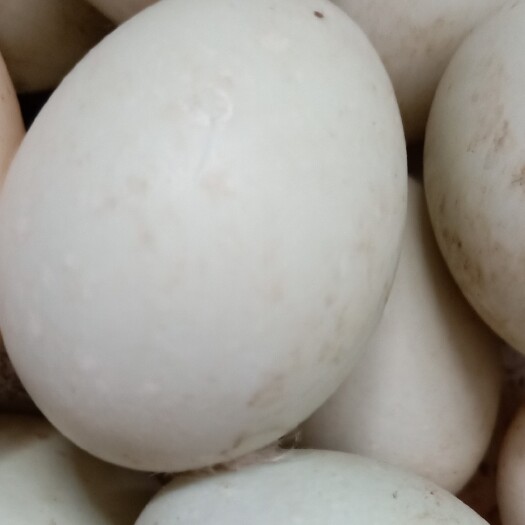 林口县土鸭蛋 农村纯笨养鸡蛋，蛋鸭，鹅蛋