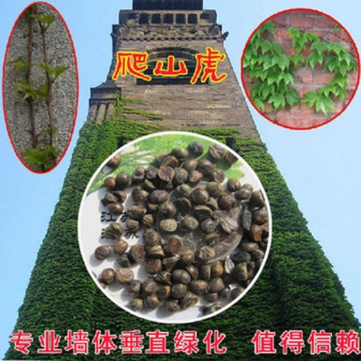 沭阳县爬山虎种子 爬山虎种籽攀援爬藤爬墙虎四季常青三叶地锦观叶植物