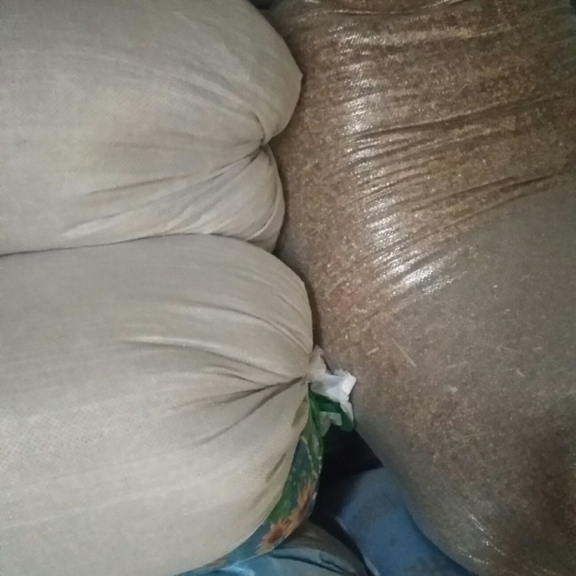 突泉县 2万斤红高粱要卖