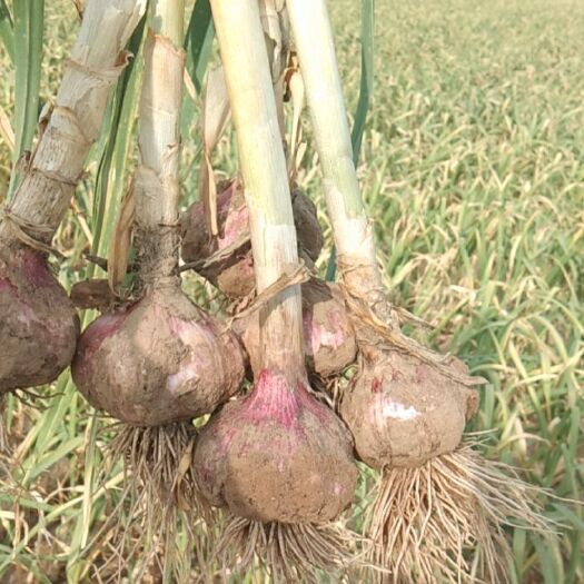 中牟县 中牟大蒜品质好，每年大量供应