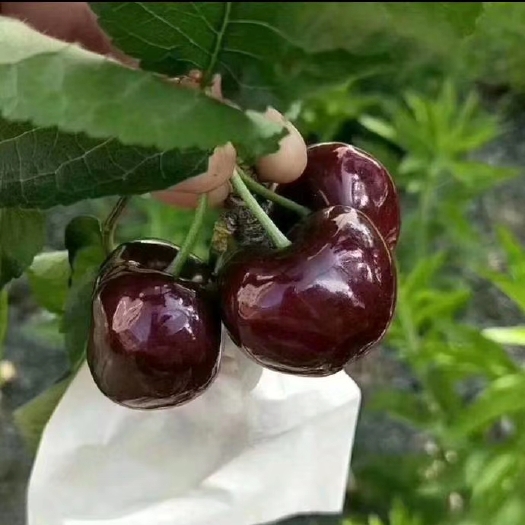 樱桃  精装全套袋，4斤一件。便宜又实惠，味道更好。