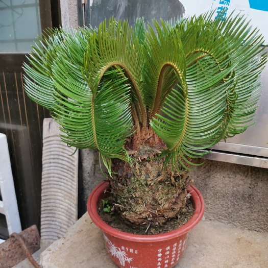 平邑县 羊角铁树盆景苏铁树大型盆栽