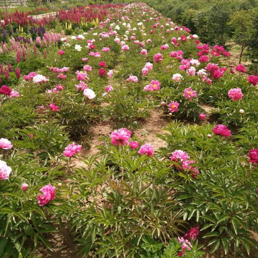 临洮县美丽芍药  农户自种