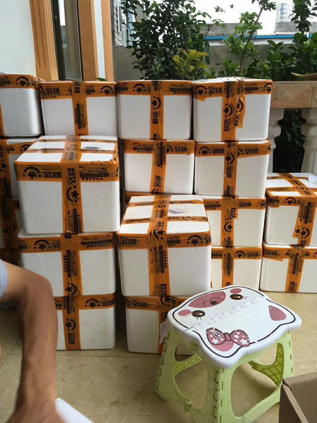 包邮金煌芒果广西北海产地直销，十多年老树果味香甜可口