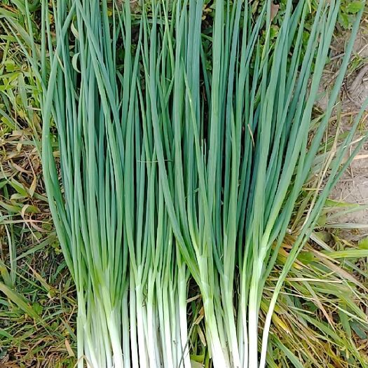 余庆县 香葱批发