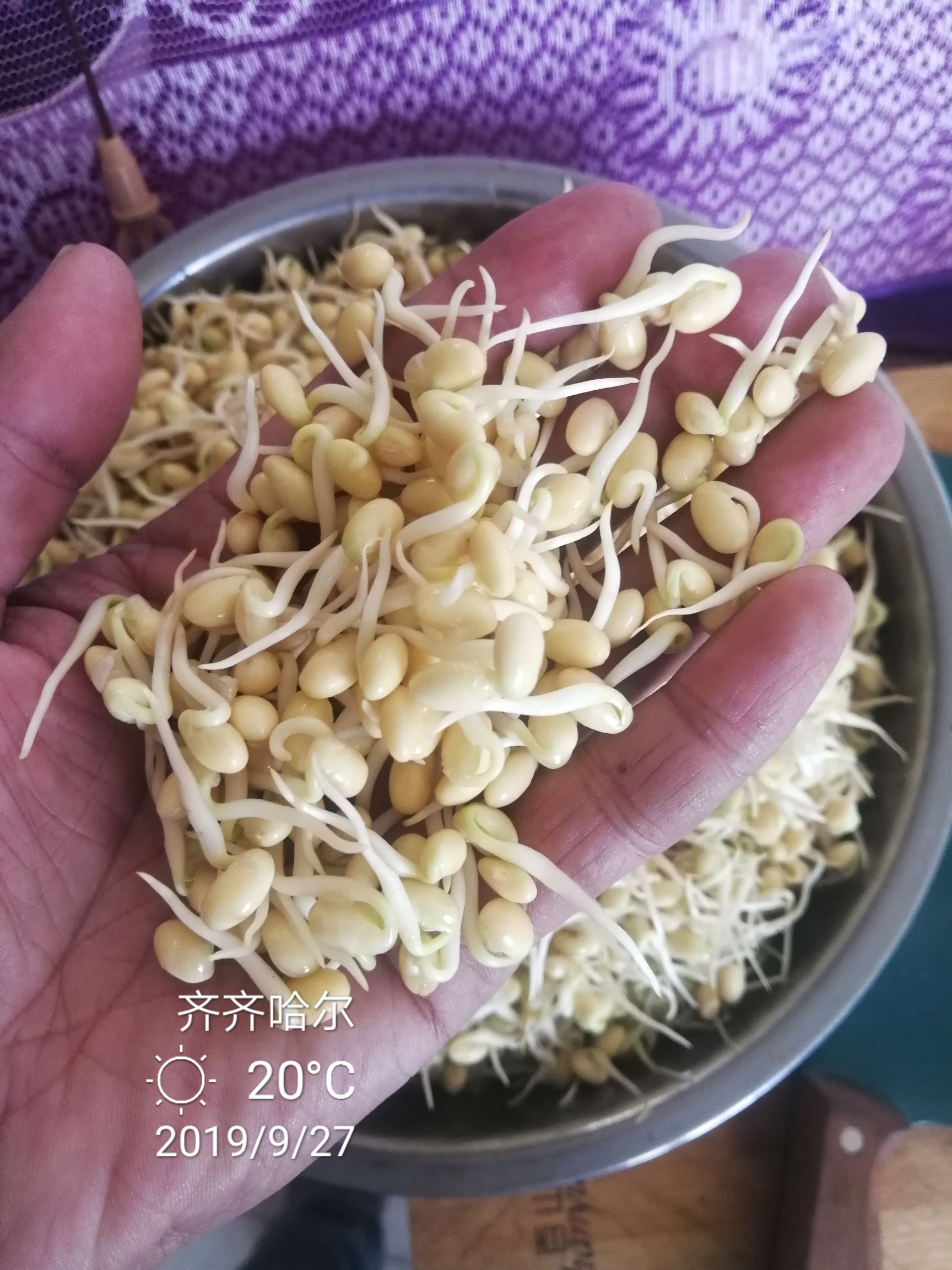 黄芽豆东农690芽豆