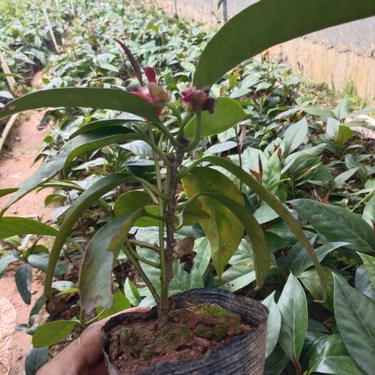 灵山县 布福娜营养杯苗，黑老虎，口感好香甜，易栽种作物