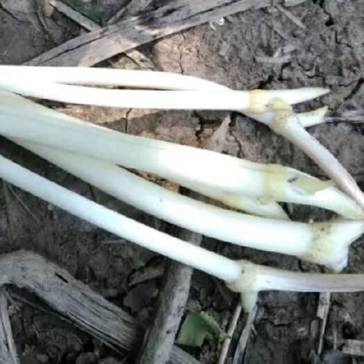 微山县 微山湖生态食用藕带，可长期供货，接大单。
