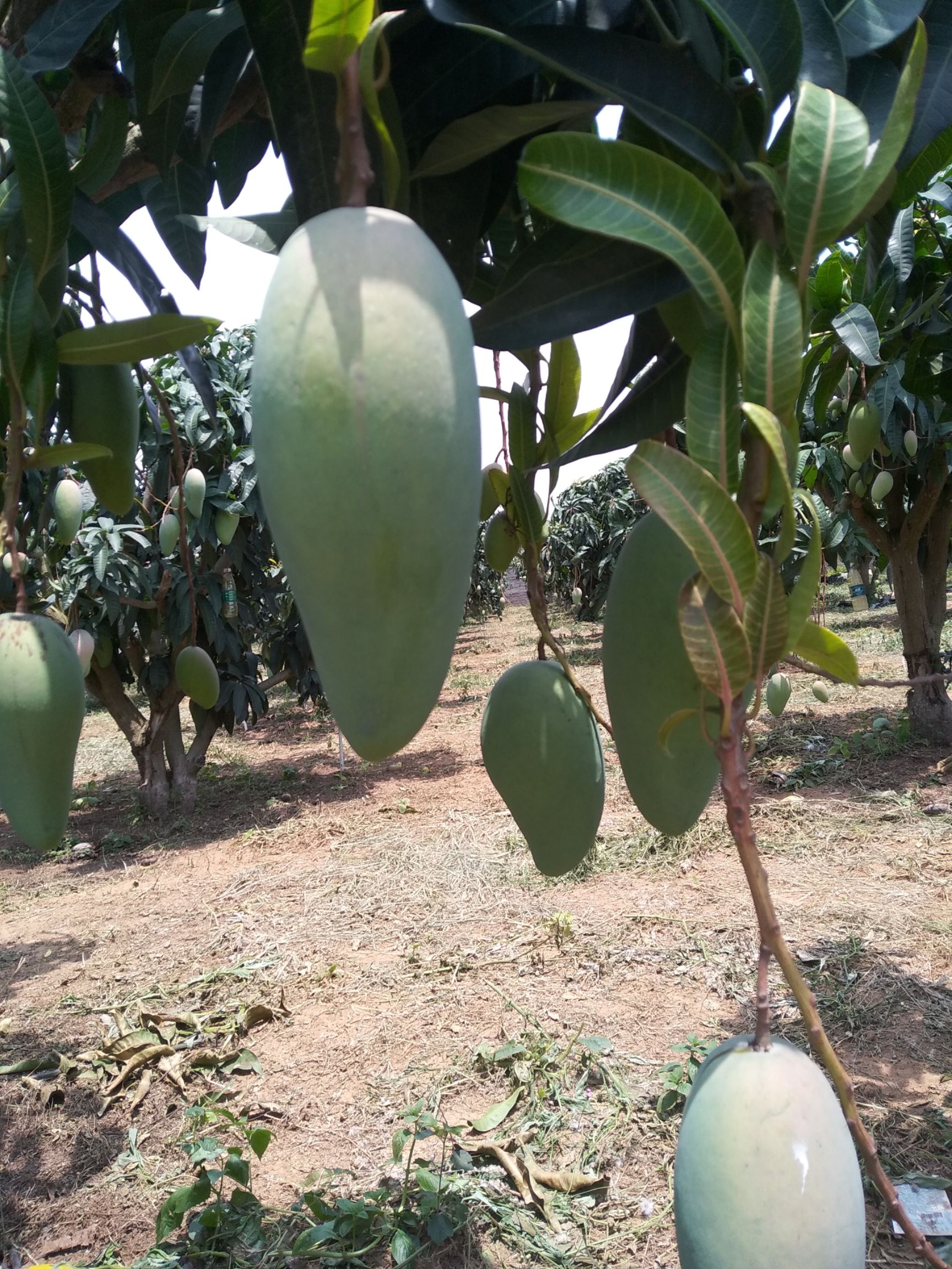 包邮金煌芒果广西北海产地直销，十多年老树果味香甜可口