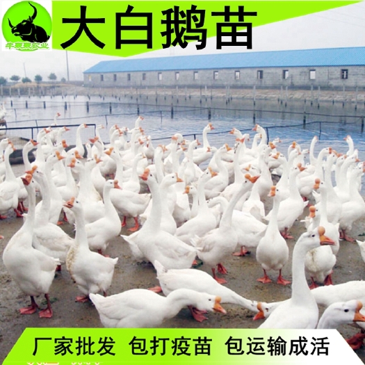 南宁 广西正宗大白鹅苗出售成活率高包邮