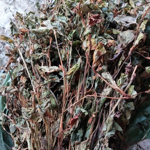 天峨县 清热鱼腥草