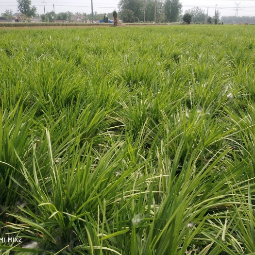 永城市麦冬草 永城市益万佳合作社
