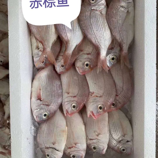 漳浦县真鲷 赤棕鱼，加工处理去鱼鳞鱼肚。