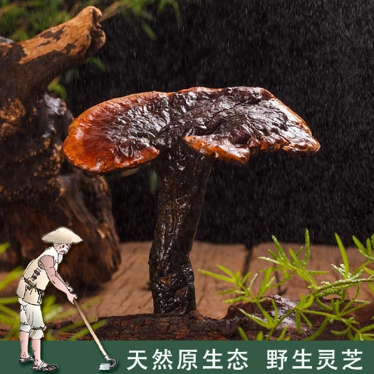 田林县赤灵芝