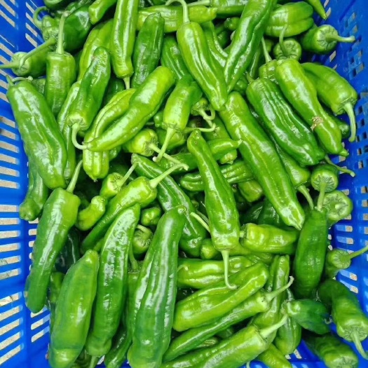 新野县 辣椒