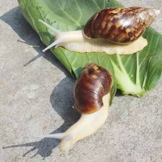 睢宁县 白玉蜗牛种牛培育基地