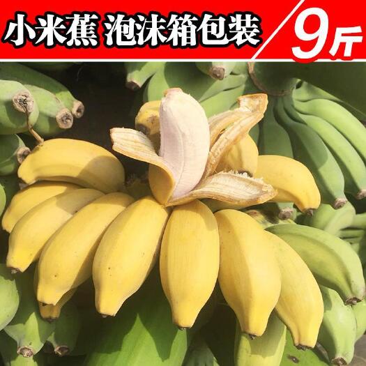 南宁 当季新鲜广西小米蕉，现摘现发，口感更佳