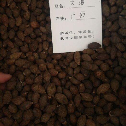 安国市胖大海