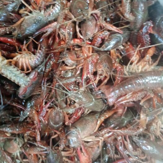 潜江市 潜江小龙虾批发
