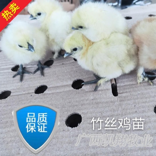 南宁乌骨鸡苗  竹丝鸡苗 白凤乌鸡苗 孵场直供包疫苗