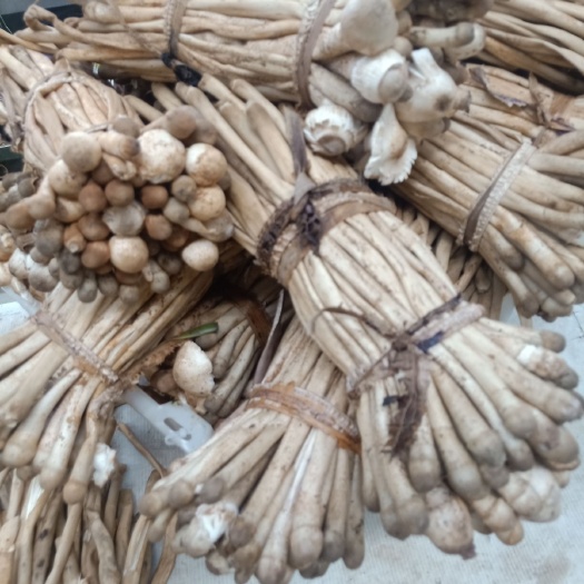 思茅鸡枞菌  云南普洱蚂蚁谷堆菌_未开伞_学名谷堆白蚁伞_和鸡枞一样美味