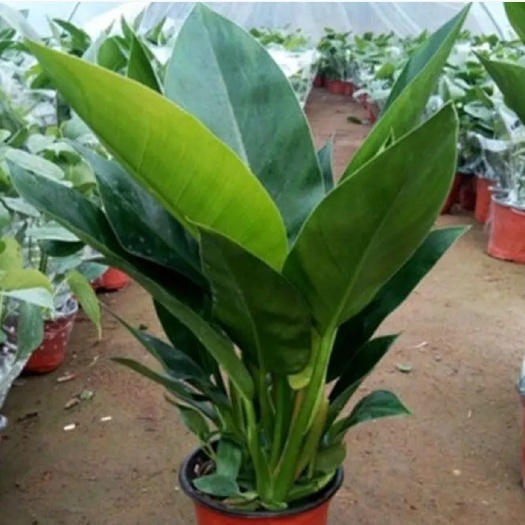 宿迁金钻盆栽  大叶 金钻 红钻四季常青吸甲醛植物大型绿植盆栽室