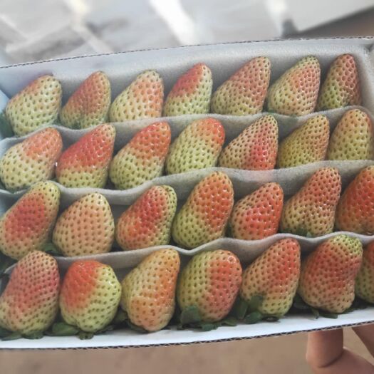 会泽县 草莓大量出售价格优惠多多