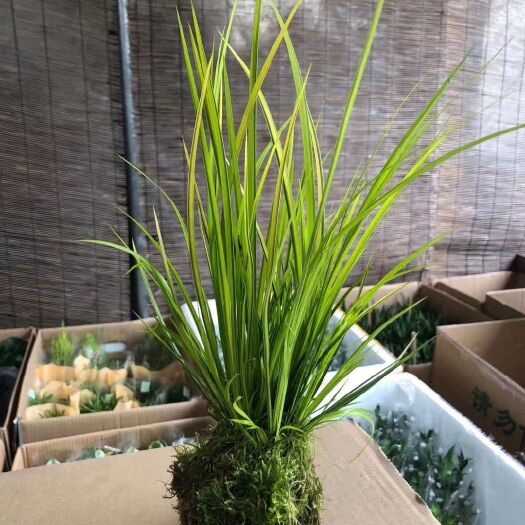 漳州 菖蒲胧月室内外盆栽好养植物水培植物假山植物