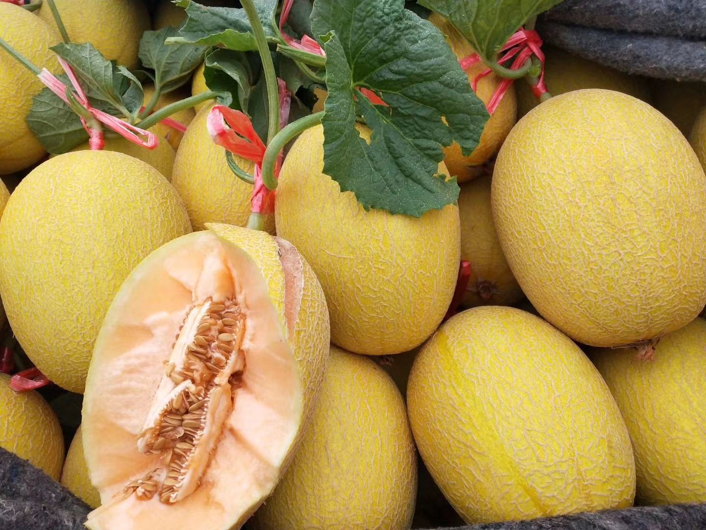 金凤凰哈密瓜 3斤以上