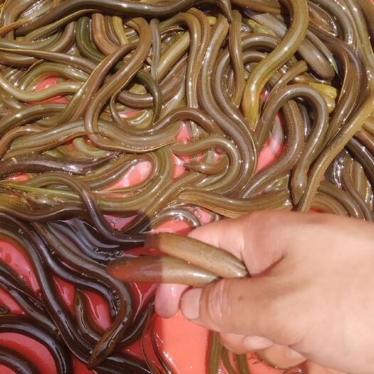 常德黄鳝 湖南常德土货，价格优惠，