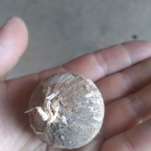  6mm以上独头蒜包邮