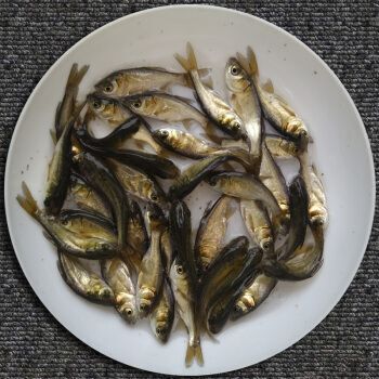 洪湖市雄鱼苗  花鲢苗(鳙鱼苗)