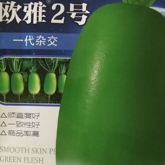 扶沟县青萝卜种子 耐热萝卜杂交种子