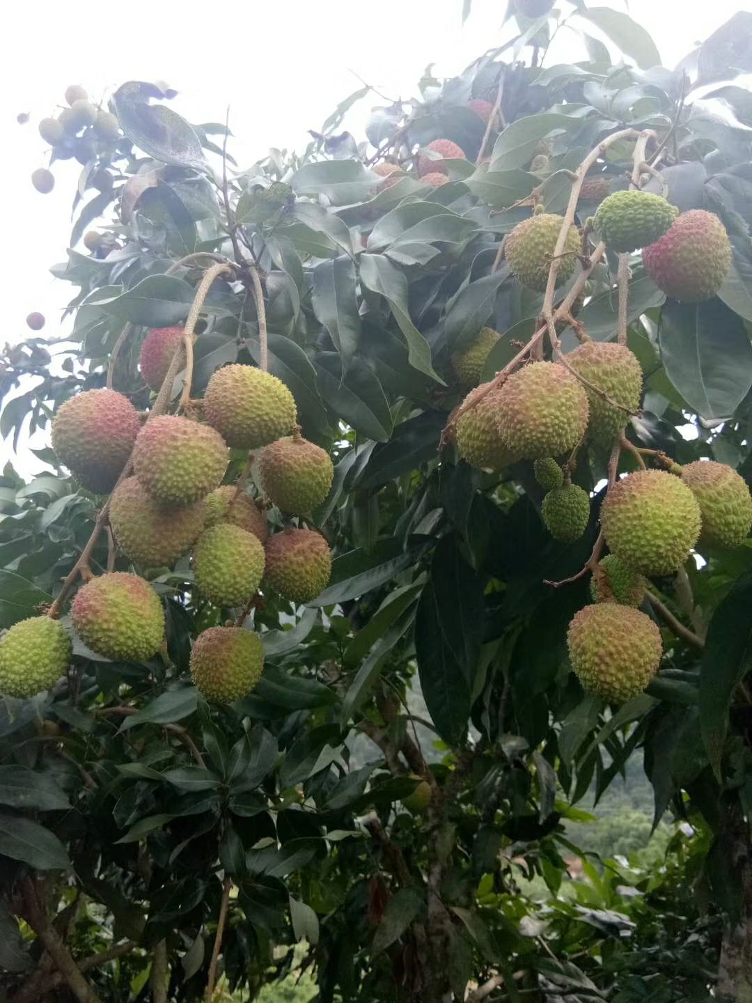 妃子笑荔枝  广西妃子笑