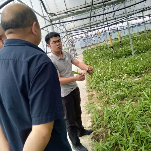 杭州白花白芨苗，黄花白芨苗