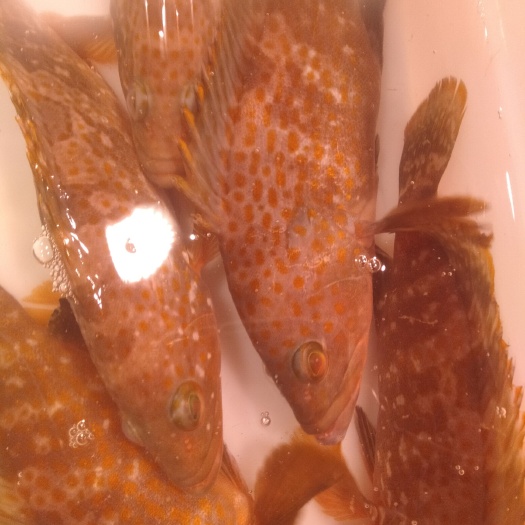 芝麻斑 现货