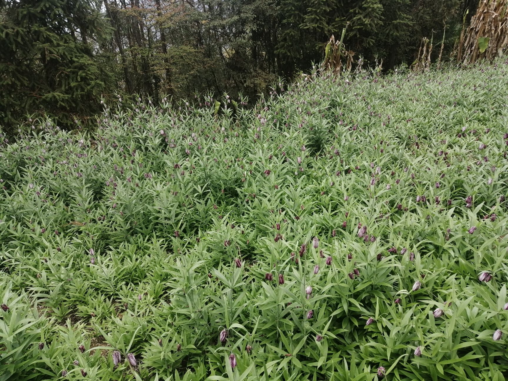 平贝母植物图片图片