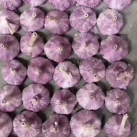 金乡县红皮大蒜 混级统货