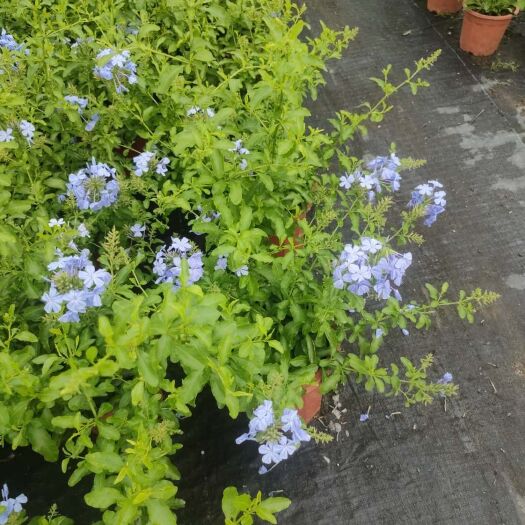 广州 蓝雪花盆栽大盆带花发货室内外庭院花卉大苗易养活爬藤植物包邮