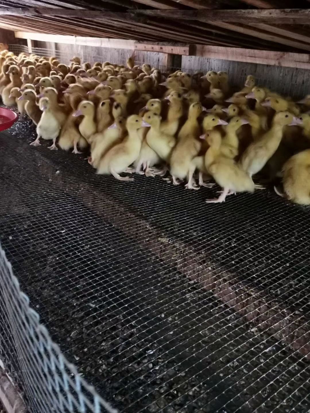 一点头鸭苗 脱温一点头苗