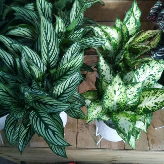 漳浦县如意菊盆栽 款式多多